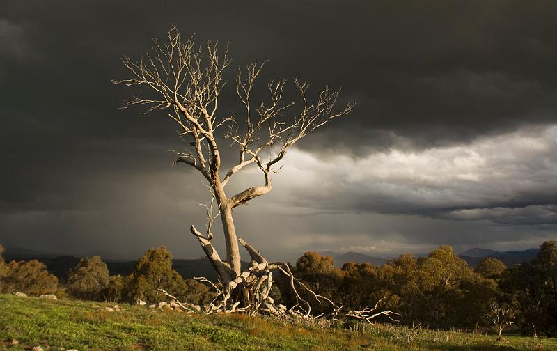 lightning tree.jpg